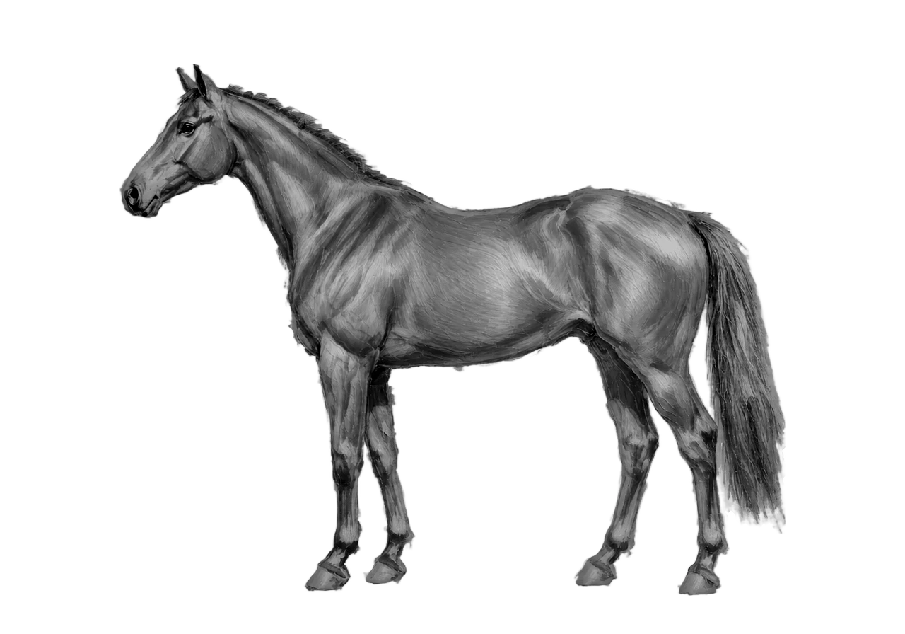 Side view of a Hanoverian mare, Bay from E/e A/a n/n g/g. Blaze, hind stockings. Dark brown eyes.