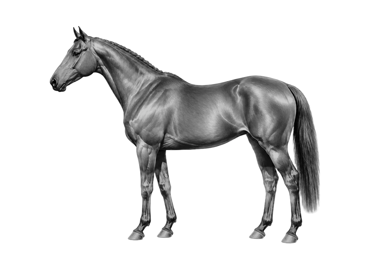 Side view of a American Warmblood mare, Chestnut from e/e A/a n/n g/g. Star and snip, hind coronets, white spotting modifier w20. Dark brown eyes.