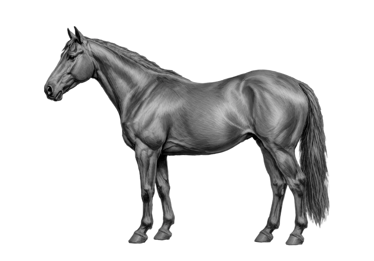 Side view of a Paint mare, Black from E/e a/a n/n g/g. Wide blaze, front stockings, hind stockings, tobiano. Dark brown eyes.
