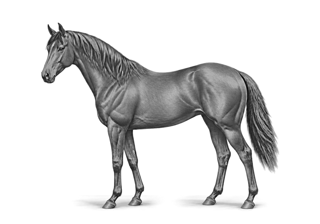 Side view of a Thoroughbred mare, Grey (born bay) — G whitens the coat with age, 31% lightened at 7y. Blaze, front pasterns. Dark brown eyes.