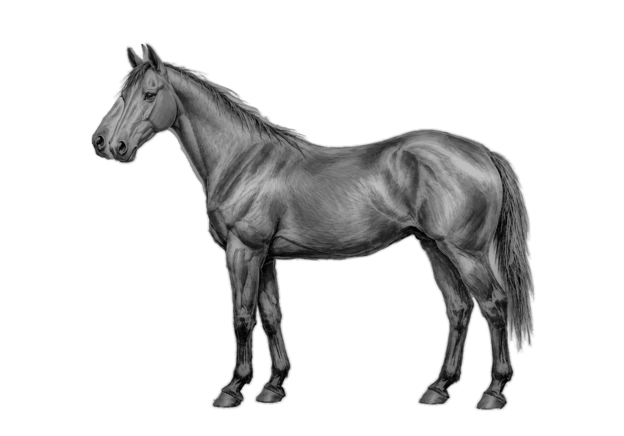 Side view of a Appaloosa mare, Bay from E/e A/a n/n g/g. Star, front coronets, leopard complex, pattern-1. Dark brown eyes.