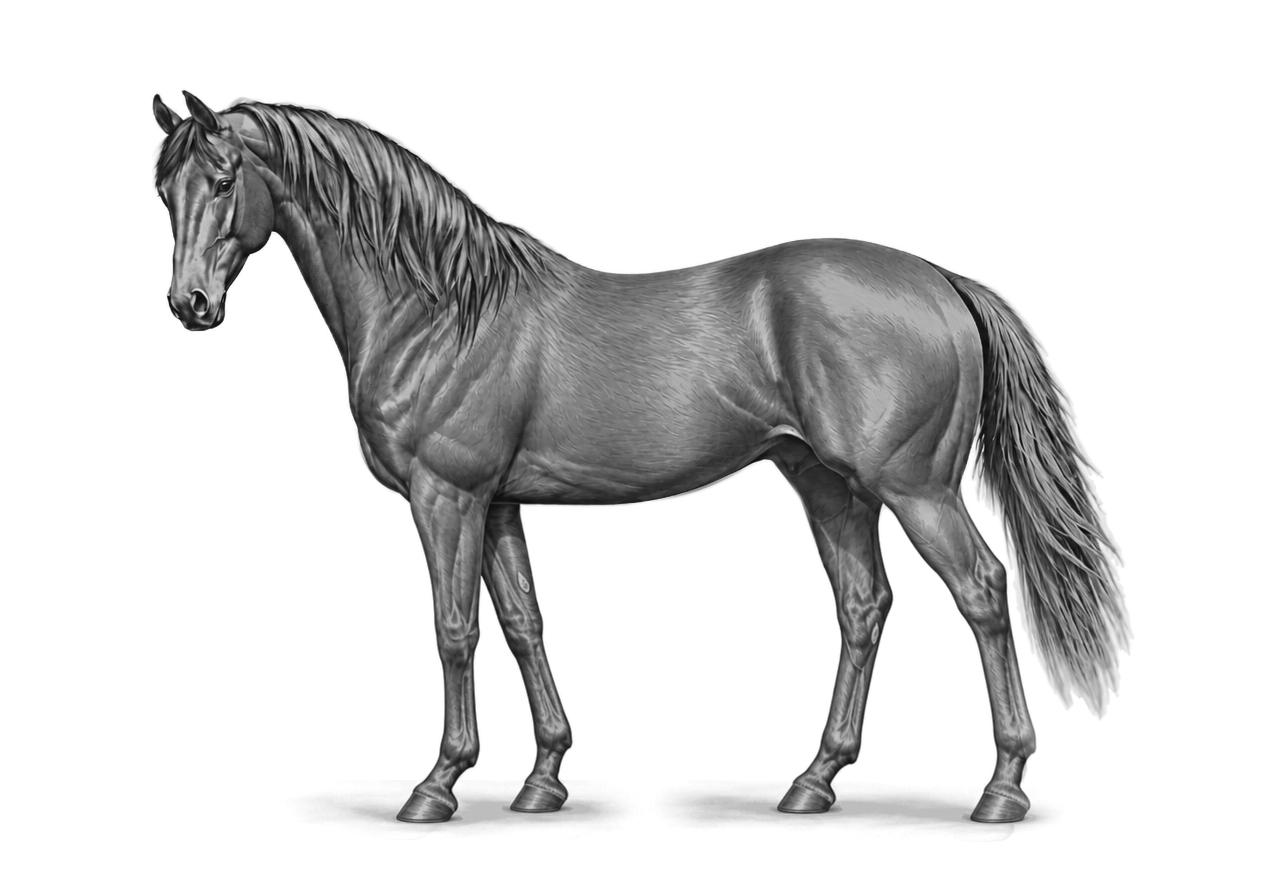 Side view of a Thoroughbred stallion, Grey (born black) — G whitens the coat with age, 2% lightened at 3y 3mo. Snip. Dark brown eyes.