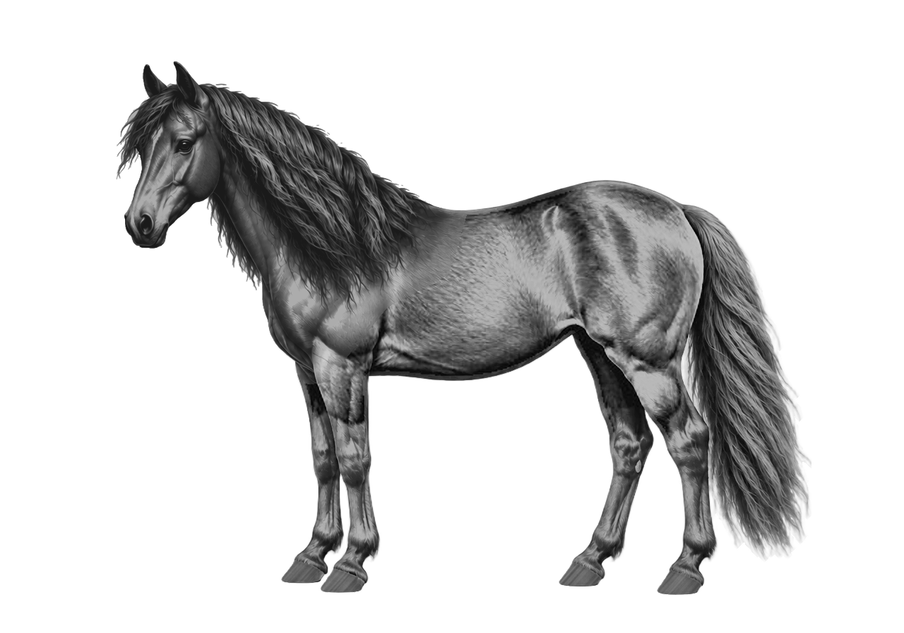 Side view of a Mustang mare, Bay from E/e A/a n/n g/g. Star, front socks. Dark brown eyes.